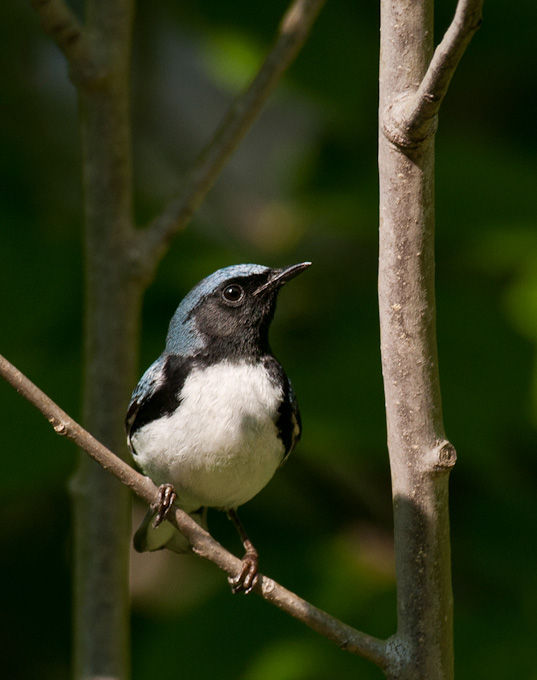 33-MikeCempa-A-Black_Throated_Blue
