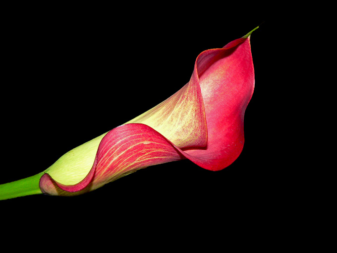 54-Meritamckenzie-A-callalily