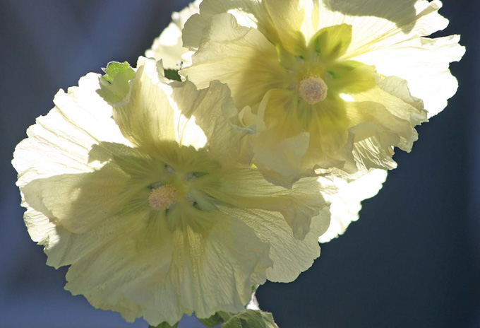 63-KathyPorter-B-White-Hollyhocks
