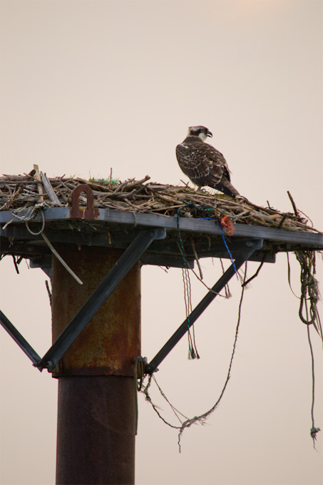 77-TraceyBenson-B-Osprey