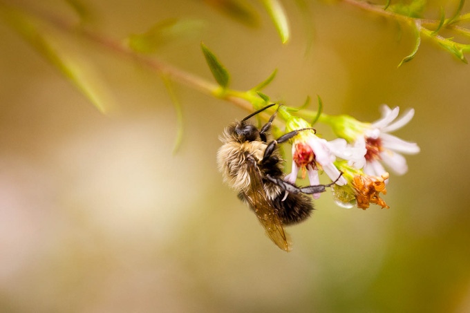 89-ChrisDrew-A-Bee