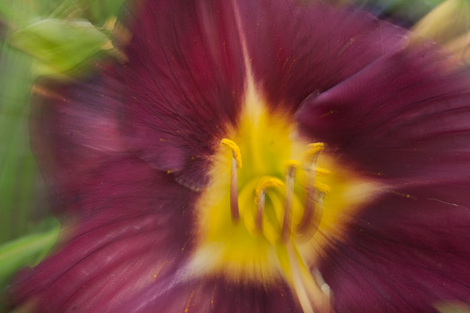 93-MalcolmWilliams_B_Daylily