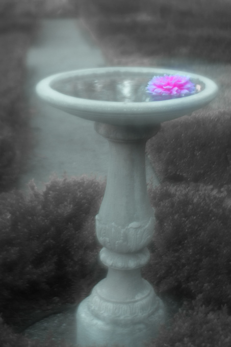06-LindaCullivan-B-dream-garden