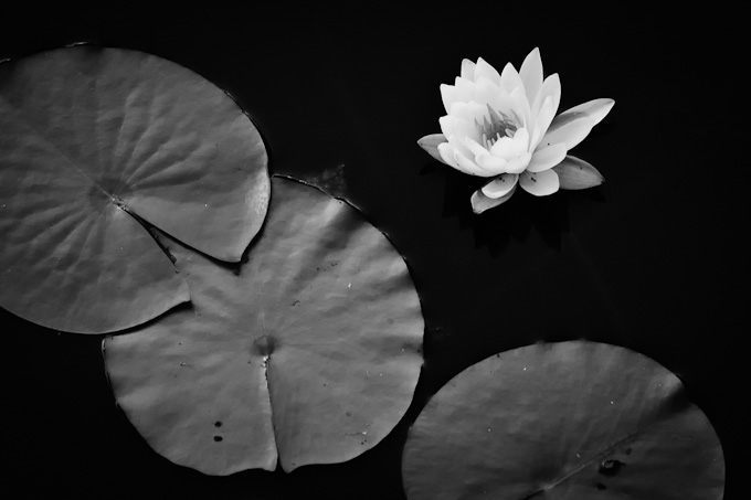 105-MU-JoChaney-A-lily-pads