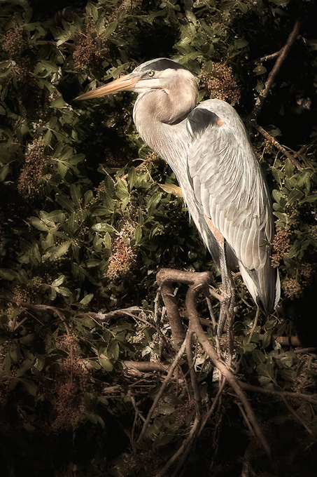 15-JoChaney-A-venice-heron