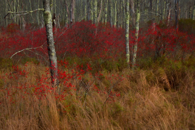 24-Zoe-Theberge-A-Berry-Forest