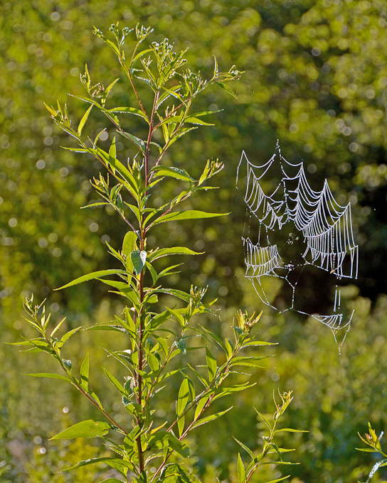 34-WalterBuczacz-B-weed-and-web