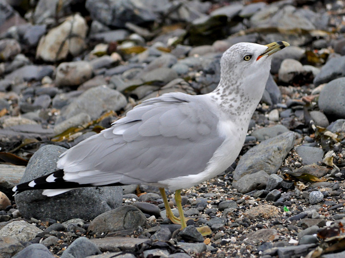45-susanpartridge-B-on-the-beach