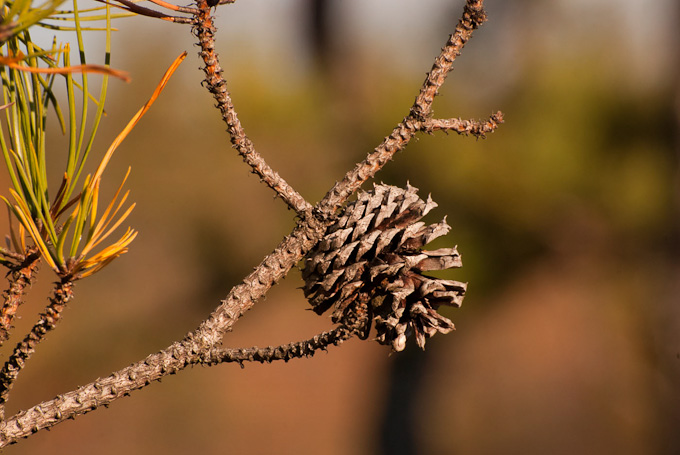 47-Joycelove-B-pinecone