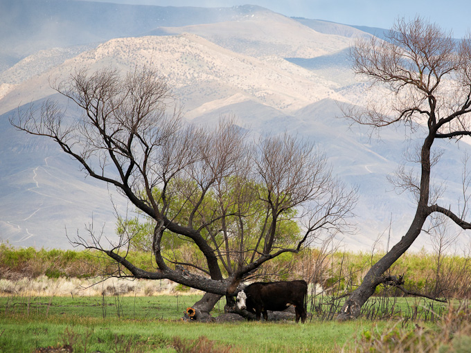 58-johnbald-A-Cowscape