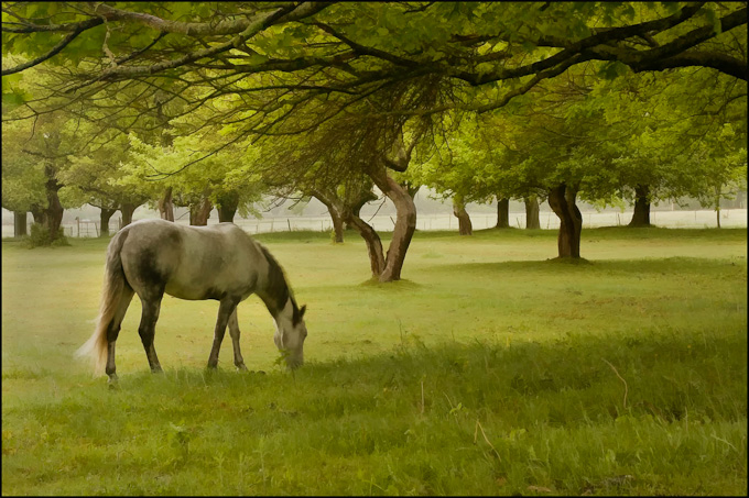 62-Sandra_Wescott_A_Grazing-copy