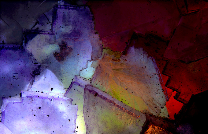 82-MalcolmWilliams-B-Feathered-Flourite