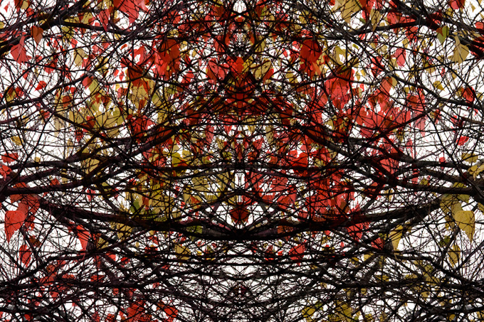 003-SandraWescott_A_Branch