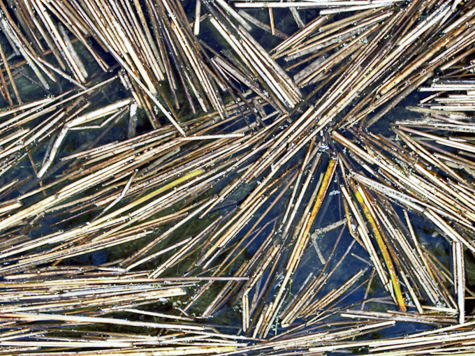 025-davekirkwood-A-Oregon-Reeds