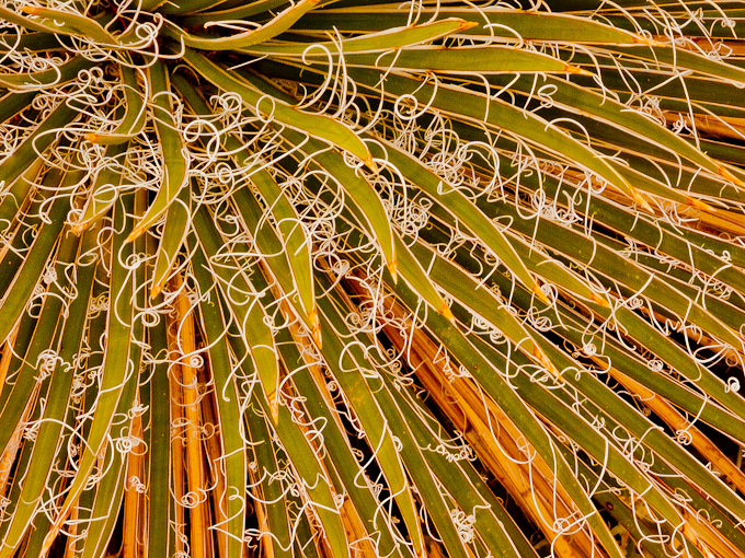 026-Michael_Leonard-A-Yucca-Plant