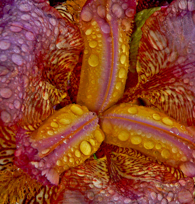 028-MeritaMcKenzie-A-iris-and-raindrops2-abstract