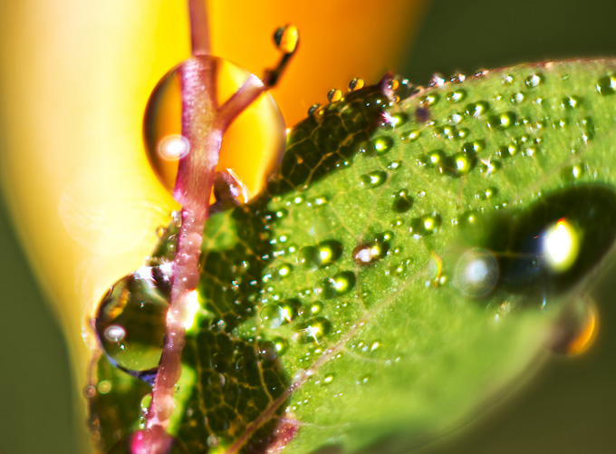 048-DennisSheehy-B-Double-Macro