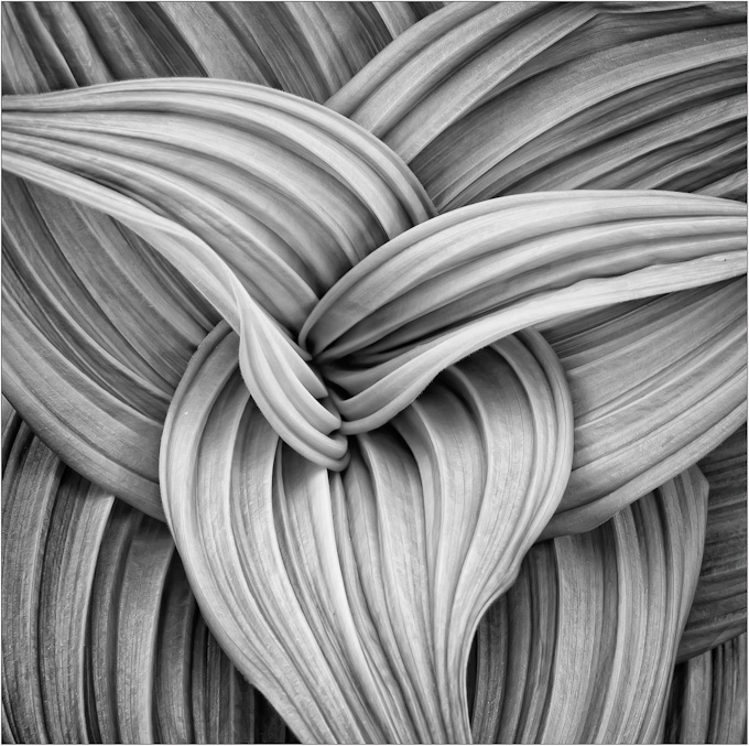 068-DarylannLeonard-A-Flowing
