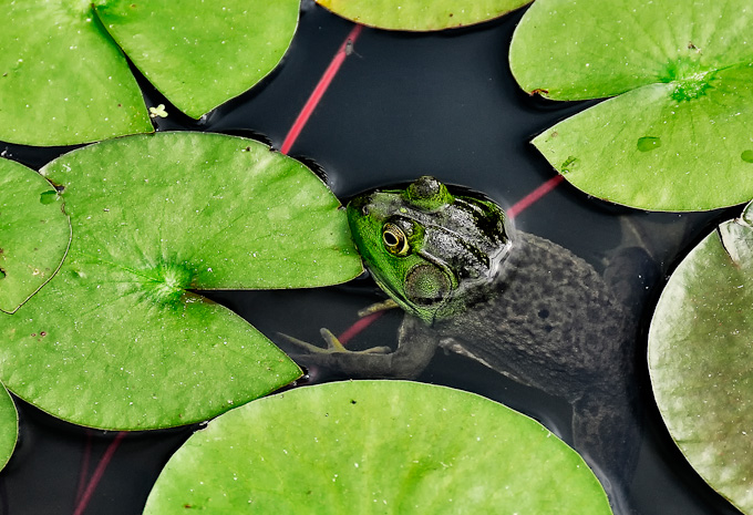 01RonaldAuthier-A-Frog-At-Rest