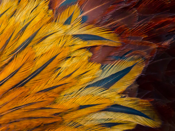 02MeghanWakefield-B-Ode-to-a-Rooster