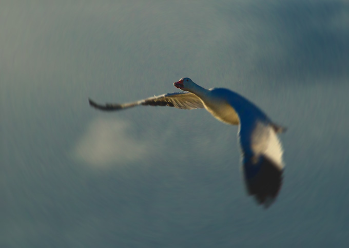 17mikecullivan-B-Snow Goose spiral-