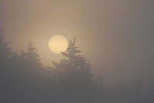 21francesca-gallucio-steele-b-quiet-morning