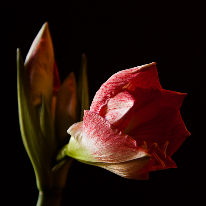 27BenTripp-B-Bud-and-Flower