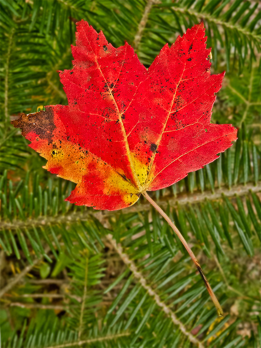 31Michael_Leonard-A-Red and Green