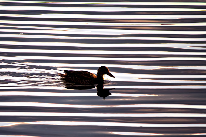 03-DennisSheehy-B-DuckOnRippledWaters