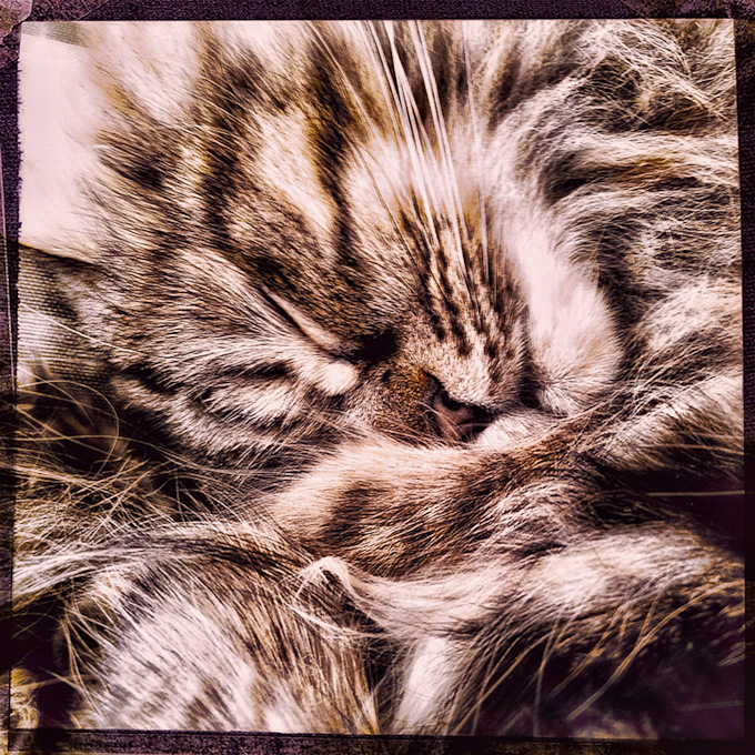 103-MikeCempa-A-SoftKitty