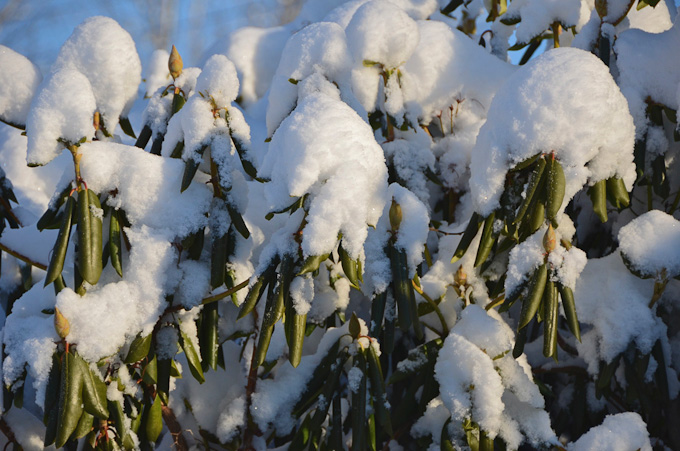11-WalterBuczacz-B-Cold-Rhody