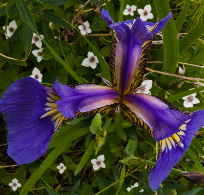 29-LarryClark-B-Wild-Iris-and-Admirers