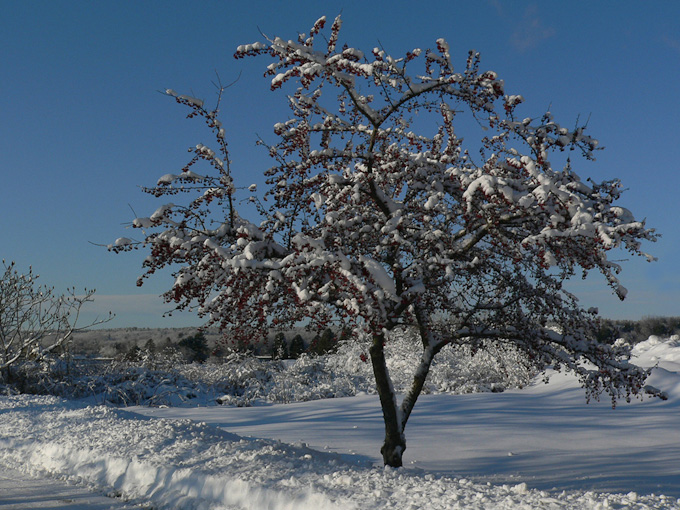 43-MeritaMcKenzie-A-Snow-Covered