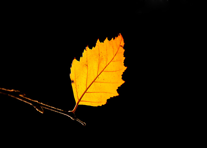 66-rickplummer-B-NovemberBirch