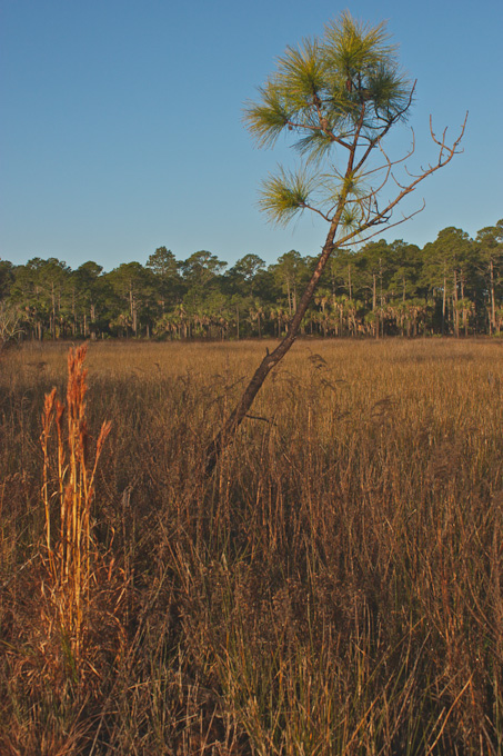 69-FrancescaGS-B-Morning-in-the-Marsh