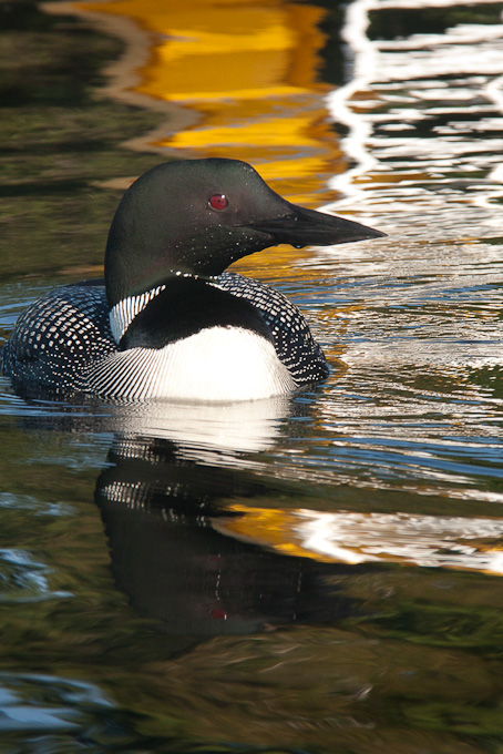 78-BenTripp-B-Loon