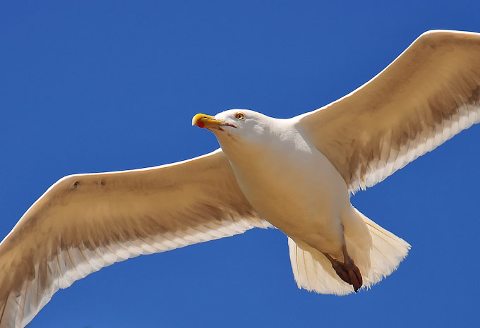 29Ron-Authier-A-Beauty-of-Flight
