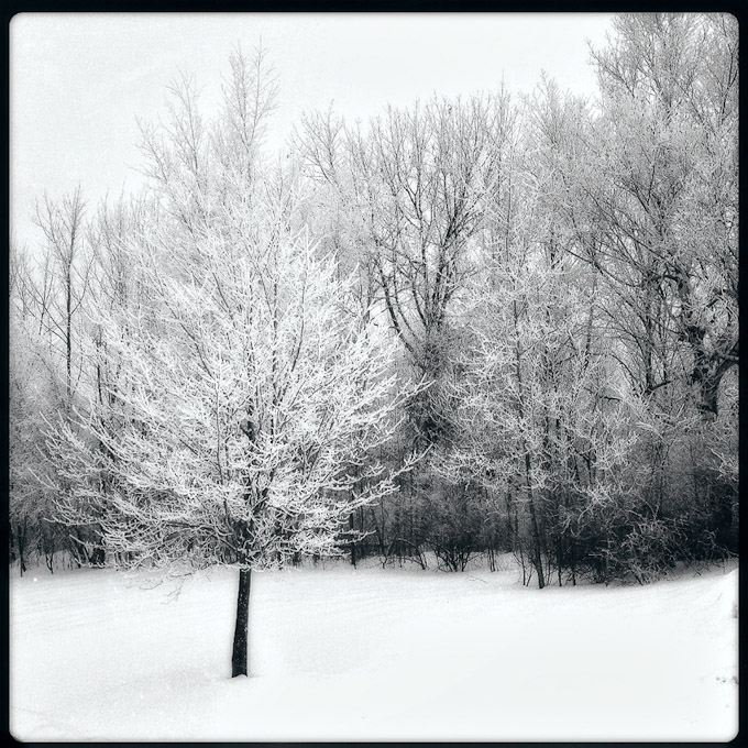 08-MikeCempa_A_HoarFrost