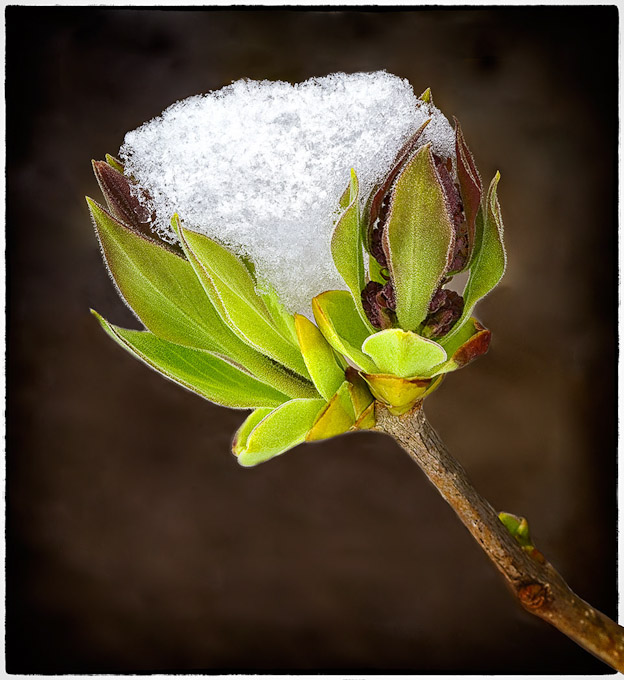 21-RobinPriest-B-Frozen-Lilacs