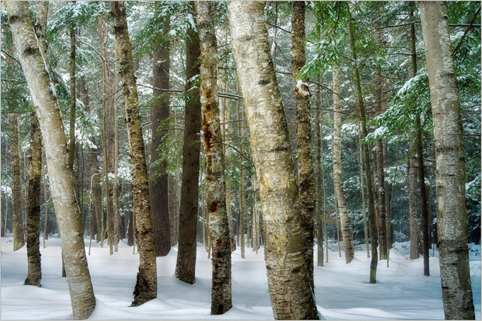 23-DarylannLeonard-A-Woods-of-Winter-Storm