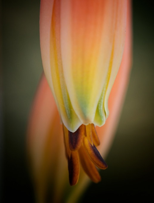 017-HeatherCorey_B_Orange_Blossom