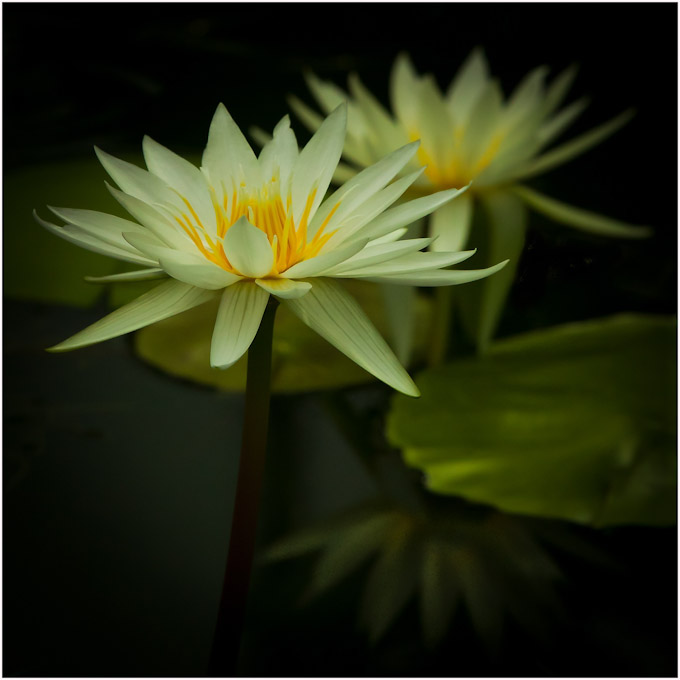 035-LindaCullivan_B_Lily_Pad