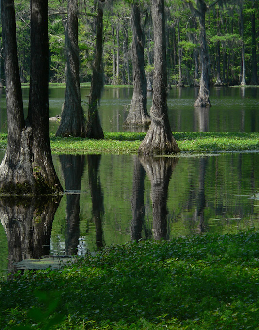 042-MeritaMcKenzie-A-Swampy
