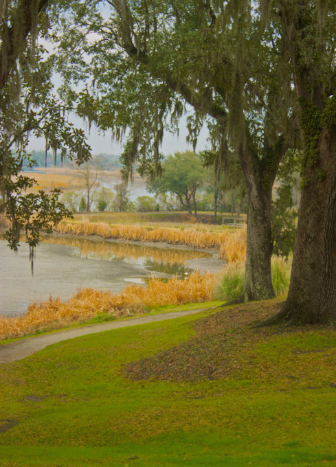 048-francesca-B-rice-fields-middleton-plantation