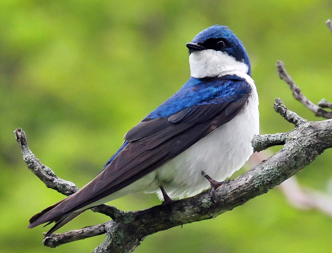 067-RonaldAuthier-A-Swallows-have-returned