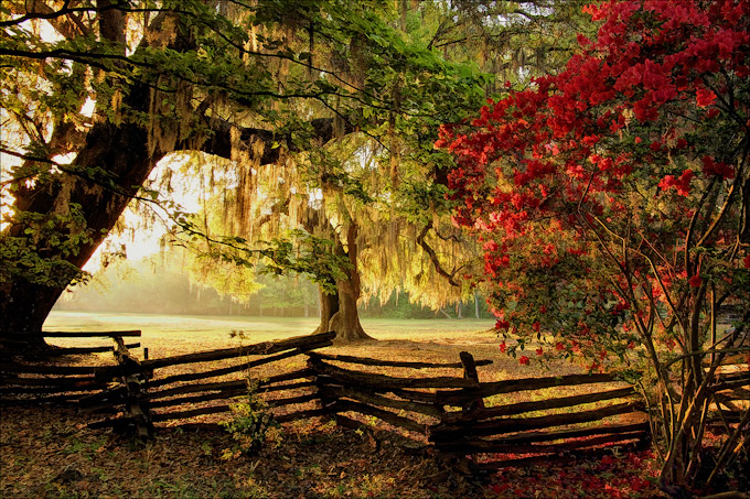 072-MStevens-A-Magnolia-Morn