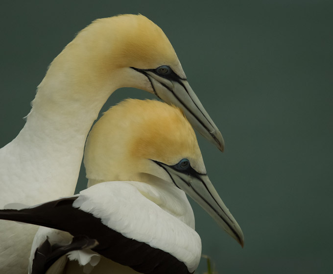 075-mike-cullivan-B--Gannet-Portrait