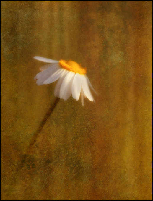 15-C-PaulSchreiber-Daisy