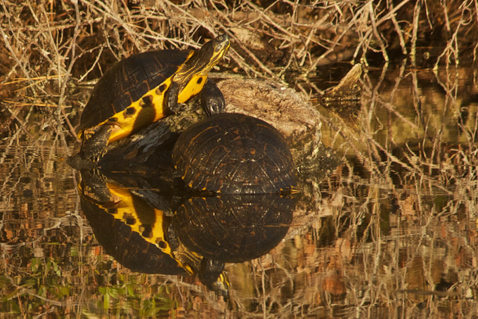 18-FrancescaGalluccio-Steele---B---ReflectingTurtles