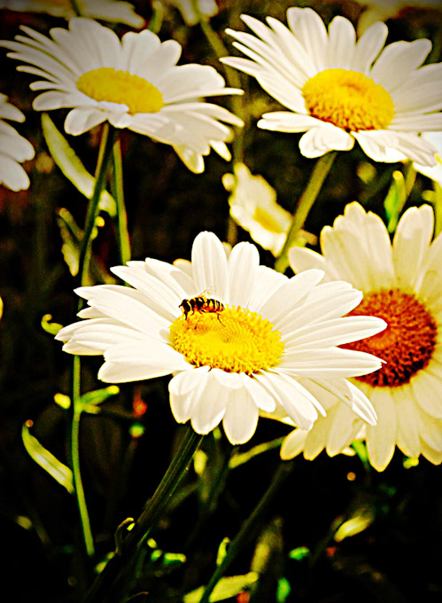 21-Mohan-B-Busy-Bee